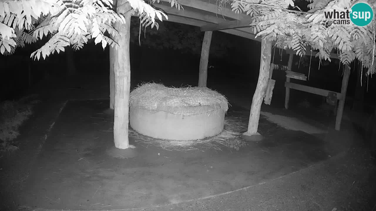 Le Zebre nello ZOO di Ljubljana – Slovenia Live webcam