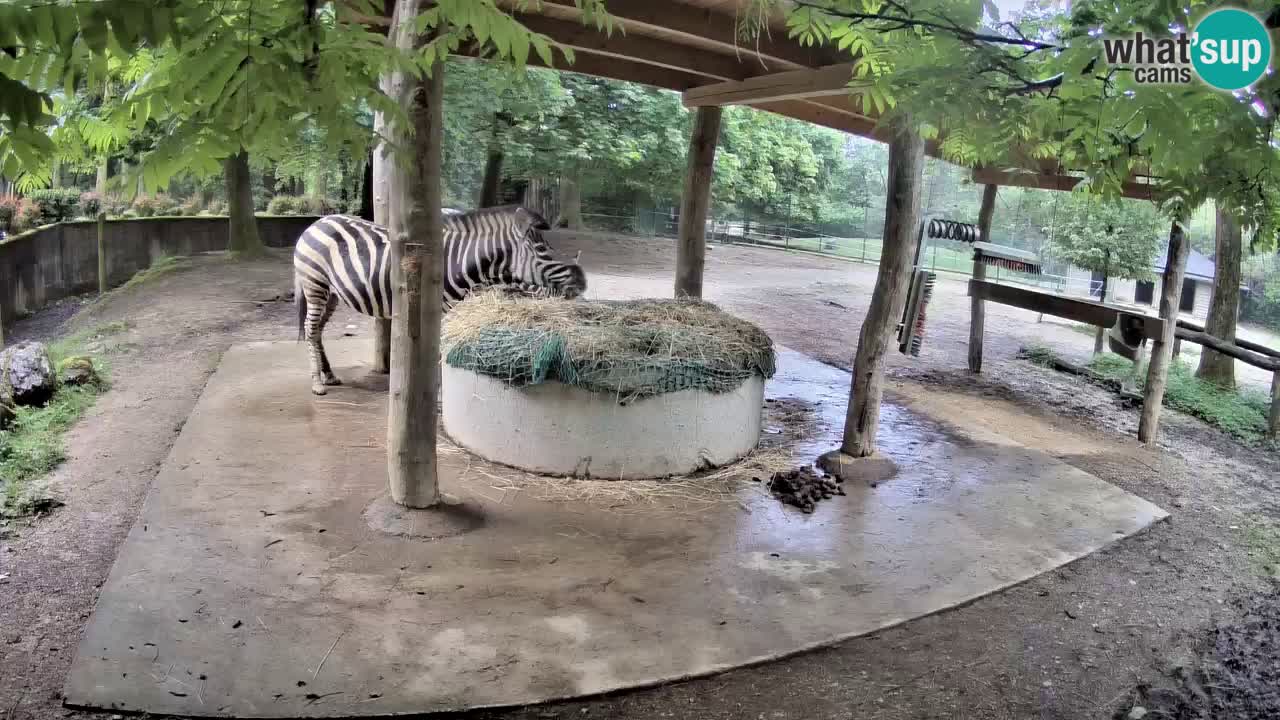 Live webcam Les zèbres in Ljubljana ZOO – Slovénie