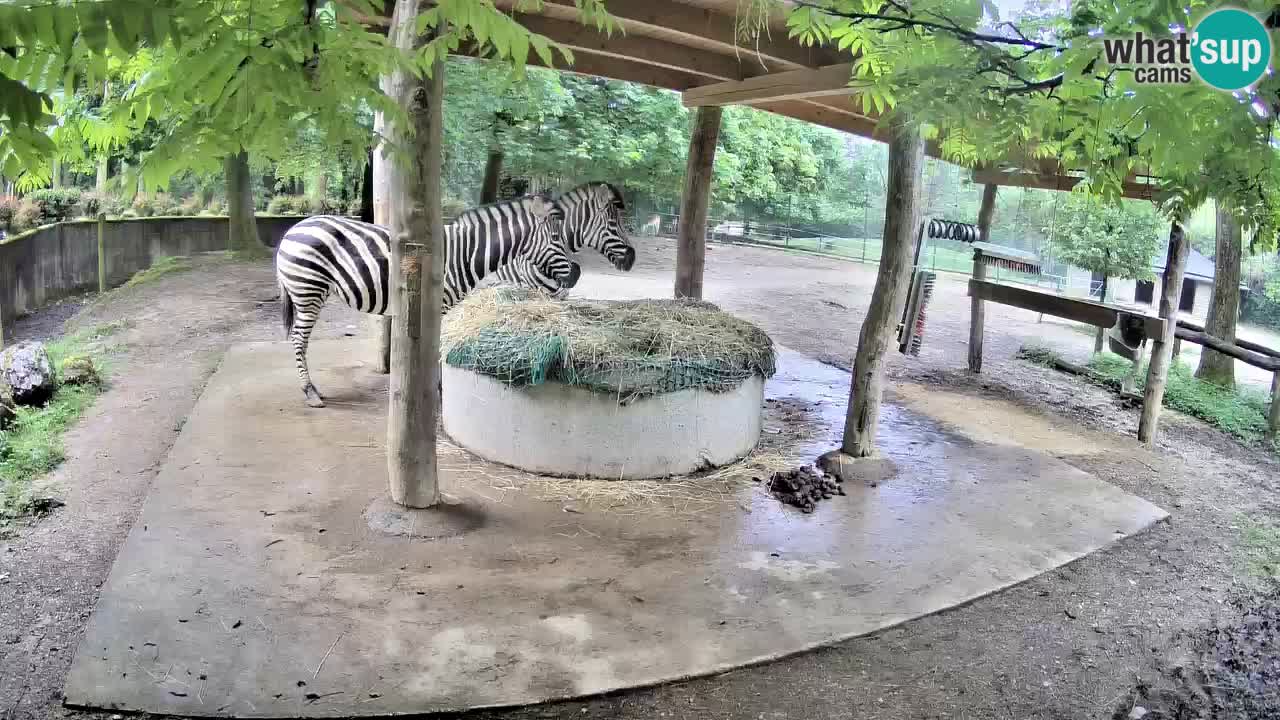 Live Webcam Zebras in Ljubljana ZOO – Slowenien