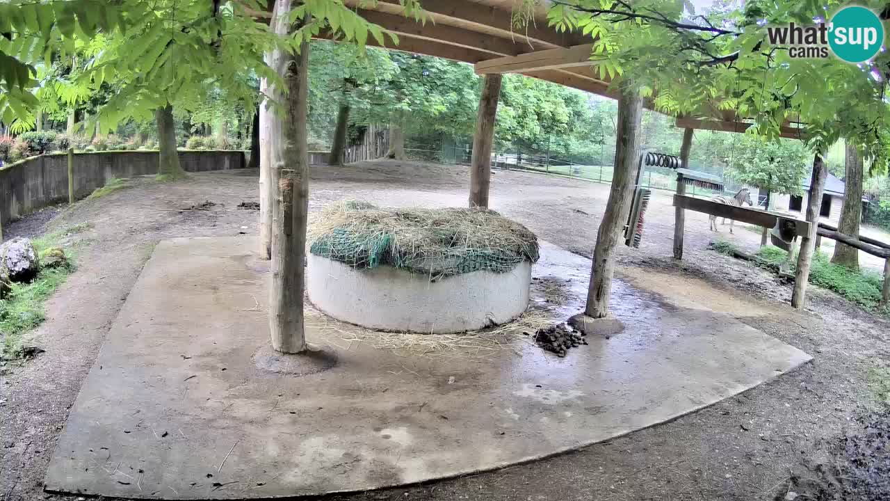 Zebre v živo v živalskem vrtu Ljubljana ZOO spletne kamere