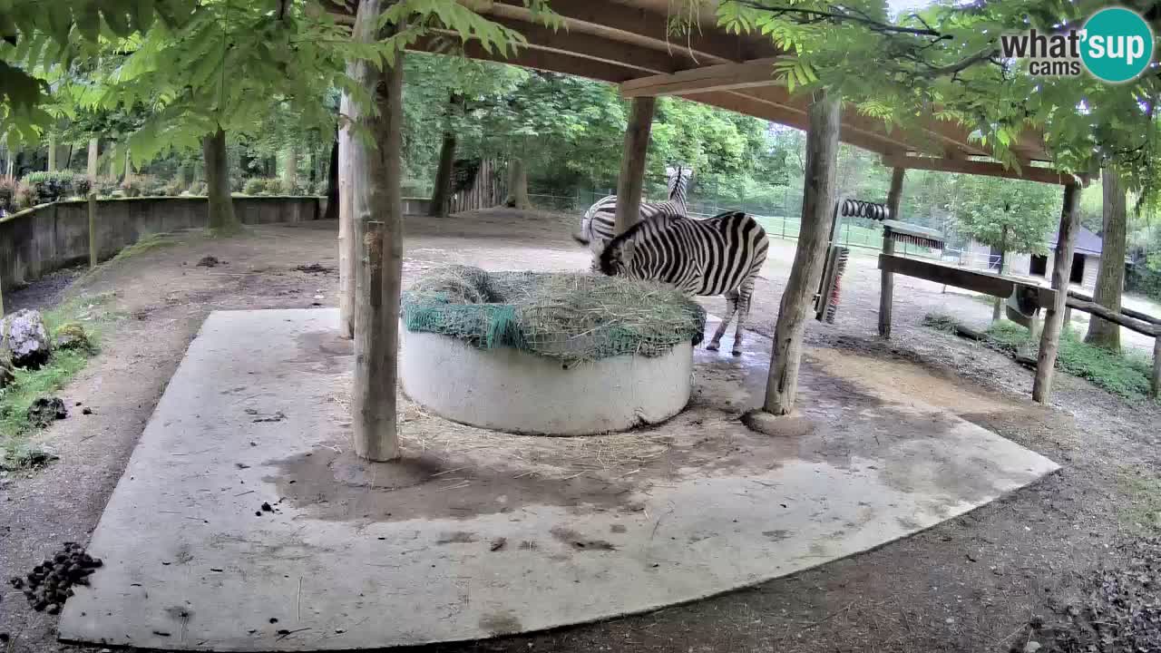 Web kamera uživo Zebras u ZOO Ljubljana – Slovenija
