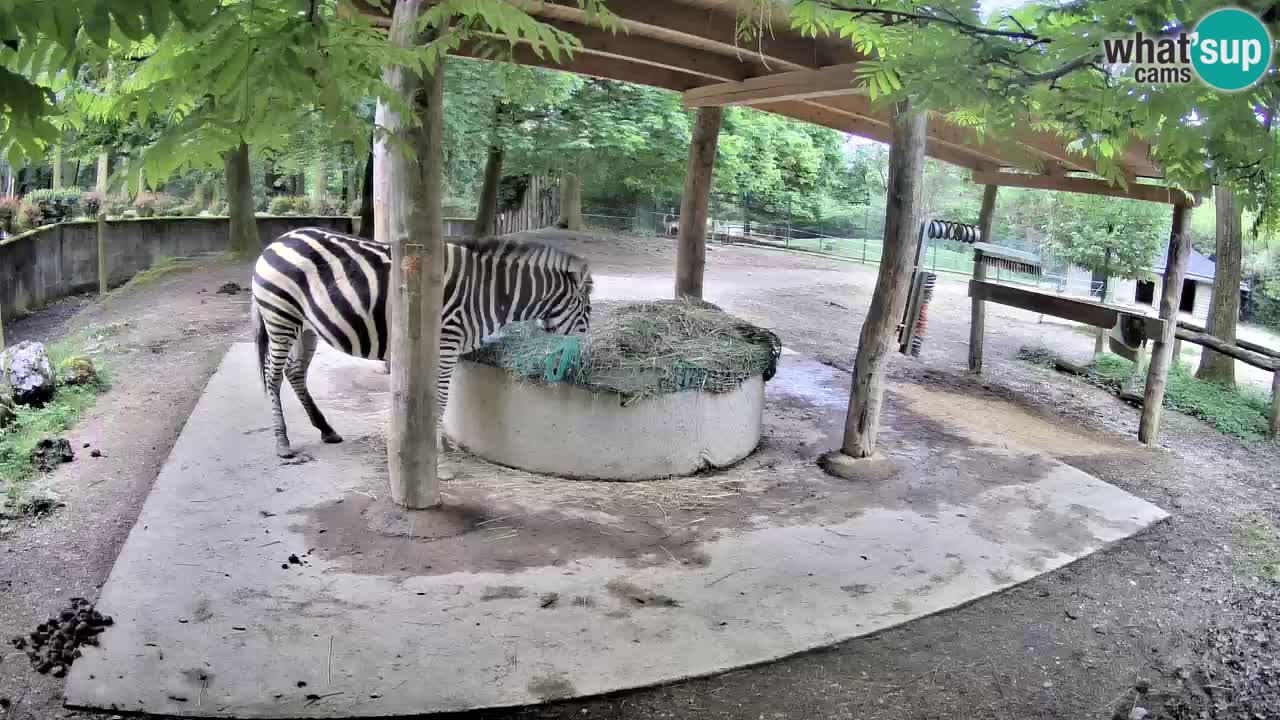 Camera en vivo Cebras in Ljubljana ZOO – Eslovenia