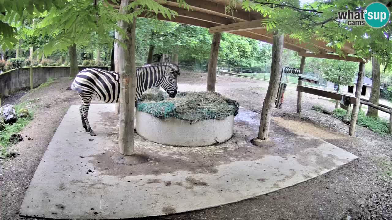 Camera en vivo Cebras in Ljubljana ZOO – Eslovenia
