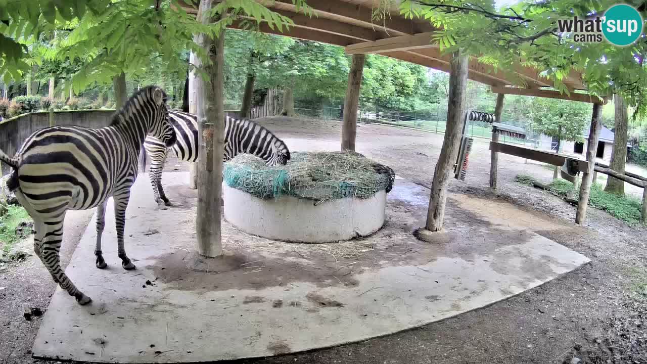 Live Webcam Zebras in Ljubljana ZOO – Slowenien