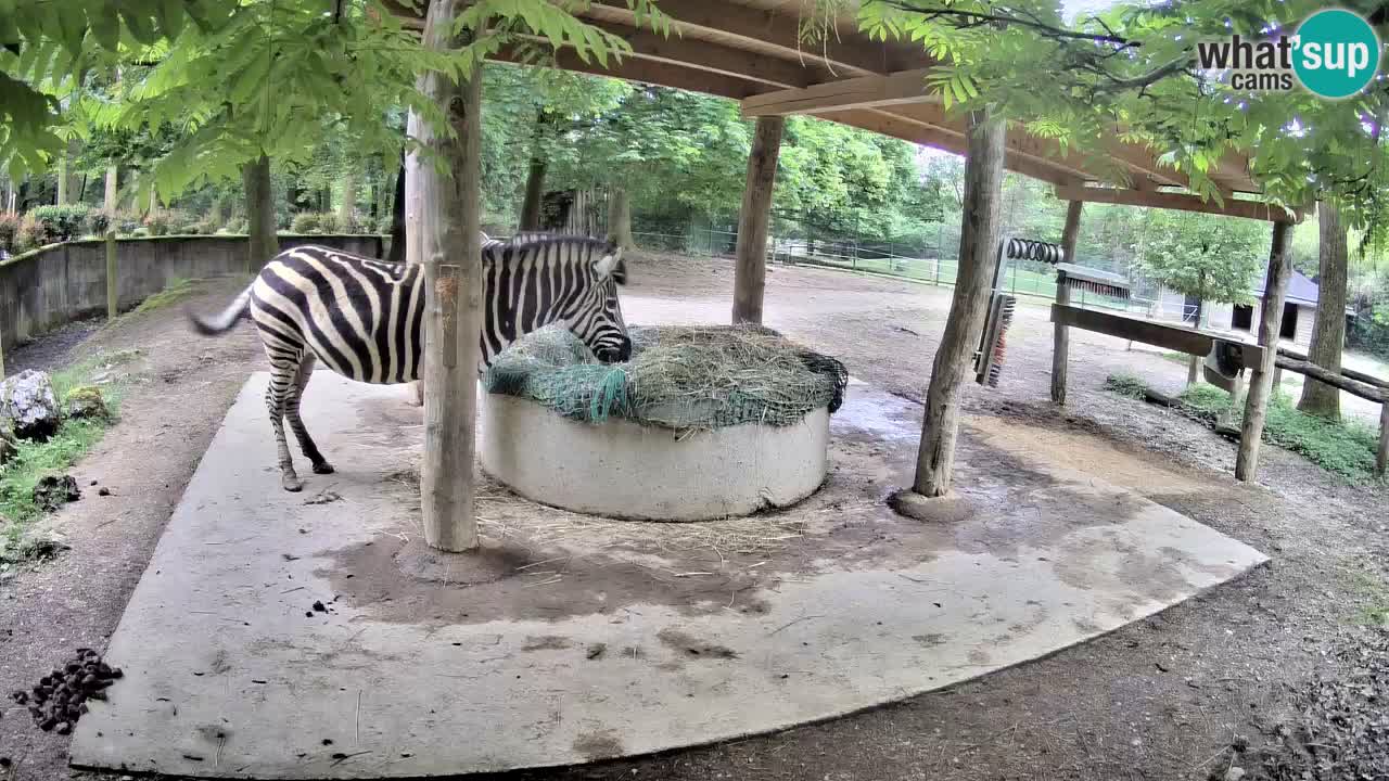 Web kamera uživo Zebras u ZOO Ljubljana – Slovenija