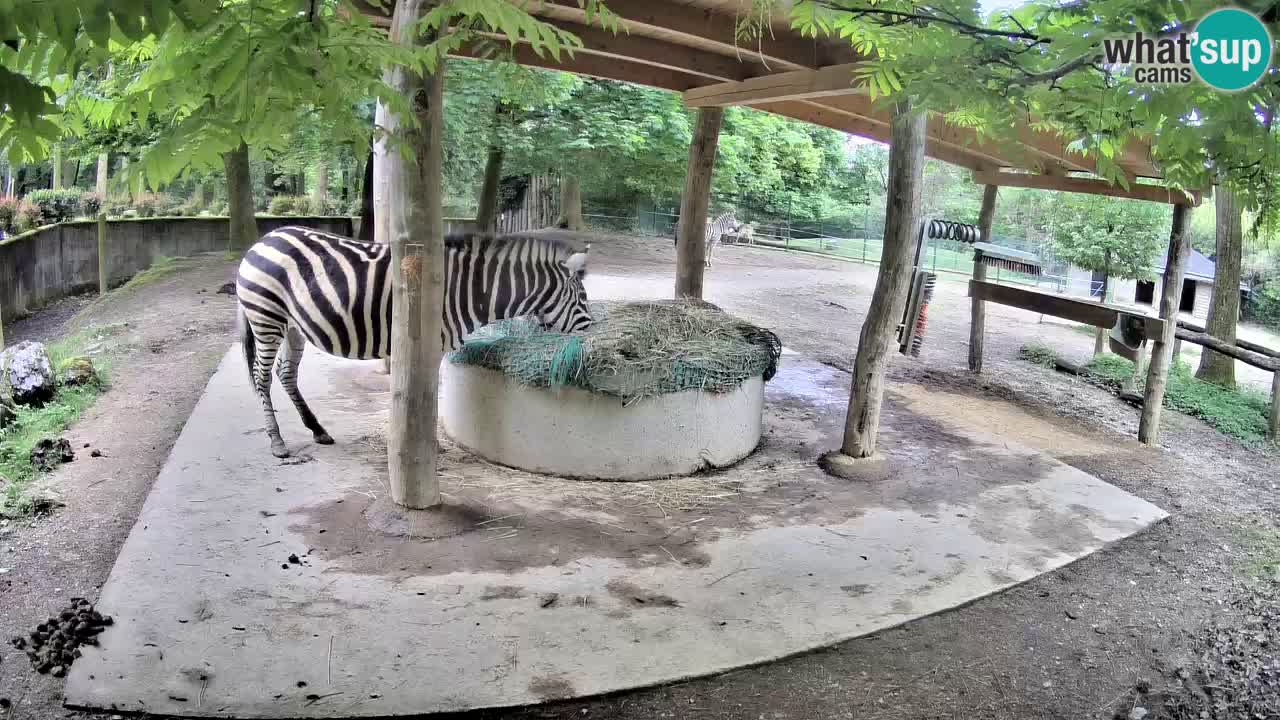 Zebre v živo v živalskem vrtu Ljubljana ZOO spletne kamere