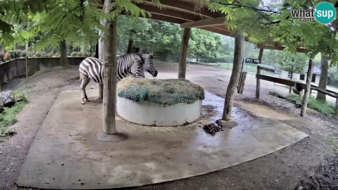 Live webcam Les zèbres in Ljubljana ZOO – Slovénie