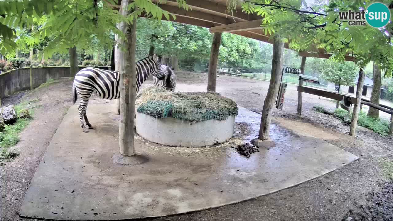 Live webcam Zebras in Ljubljana ZOO – Slovenia