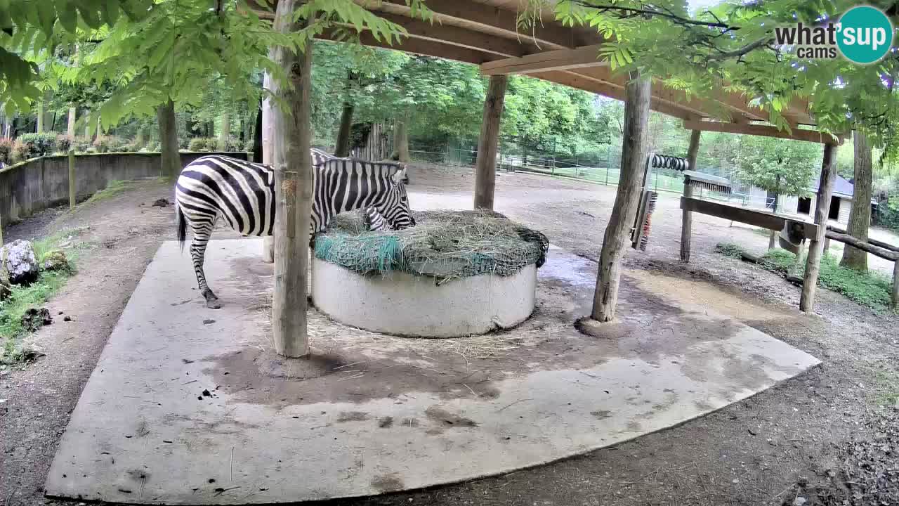 Live webcam Les zèbres in Ljubljana ZOO – Slovénie