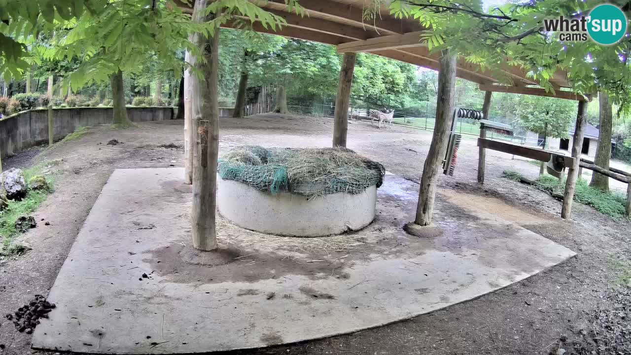 Camera en vivo Cebras in Ljubljana ZOO – Eslovenia