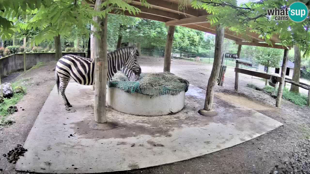 Web kamera uživo Zebras u ZOO Ljubljana – Slovenija