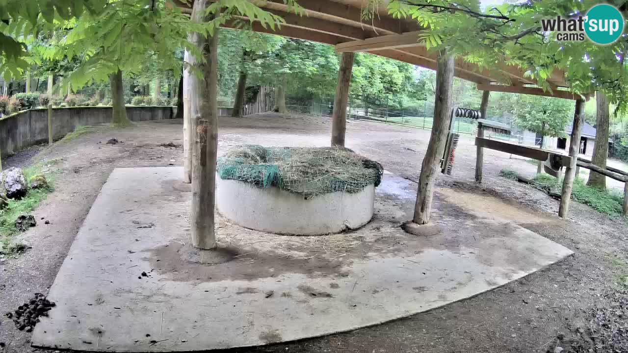 Zebre v živo v živalskem vrtu Ljubljana ZOO spletne kamere