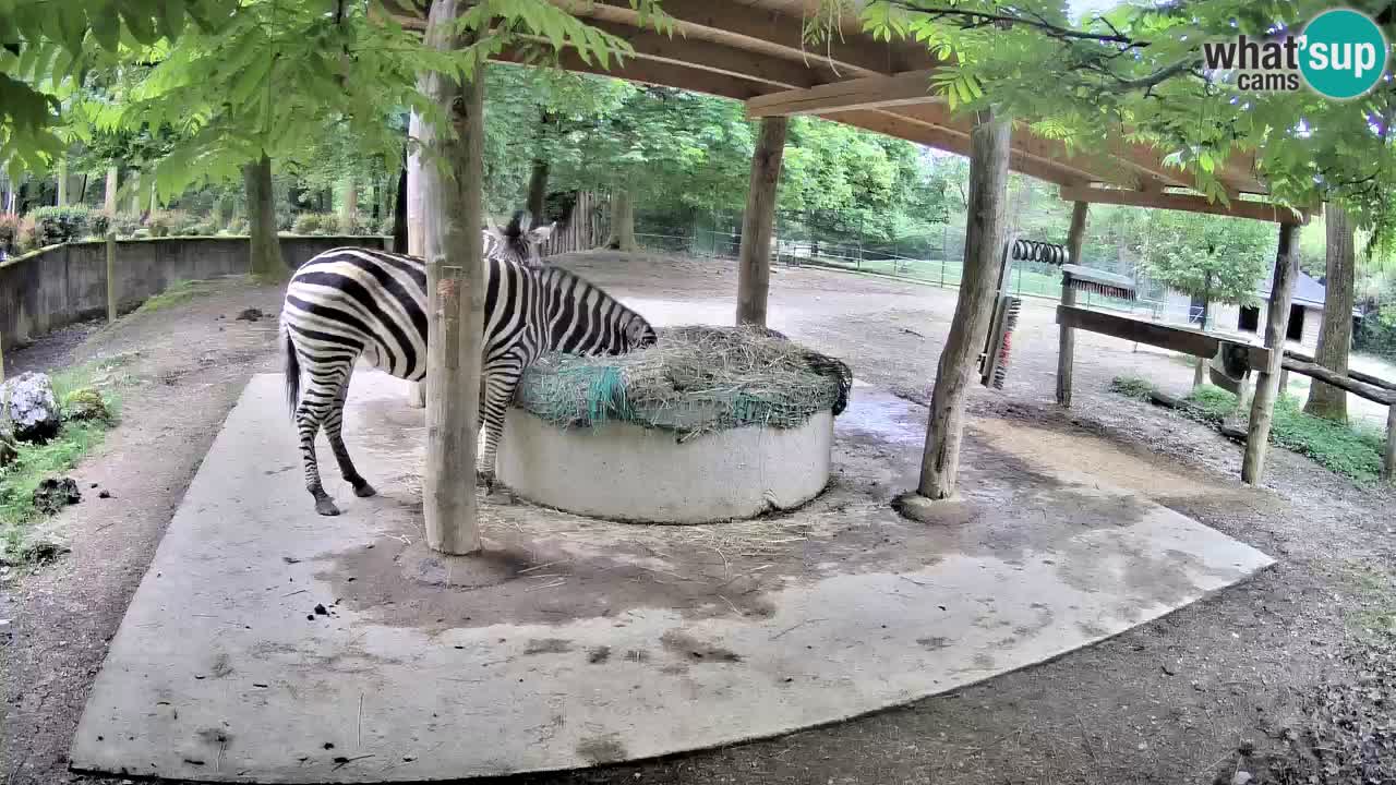 Live webcam Zebras in Ljubljana ZOO – Slovenia