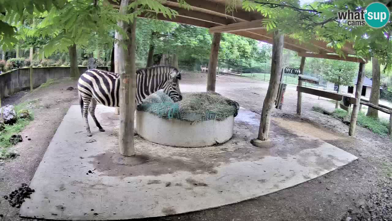 Live webcam Les zèbres in Ljubljana ZOO – Slovénie