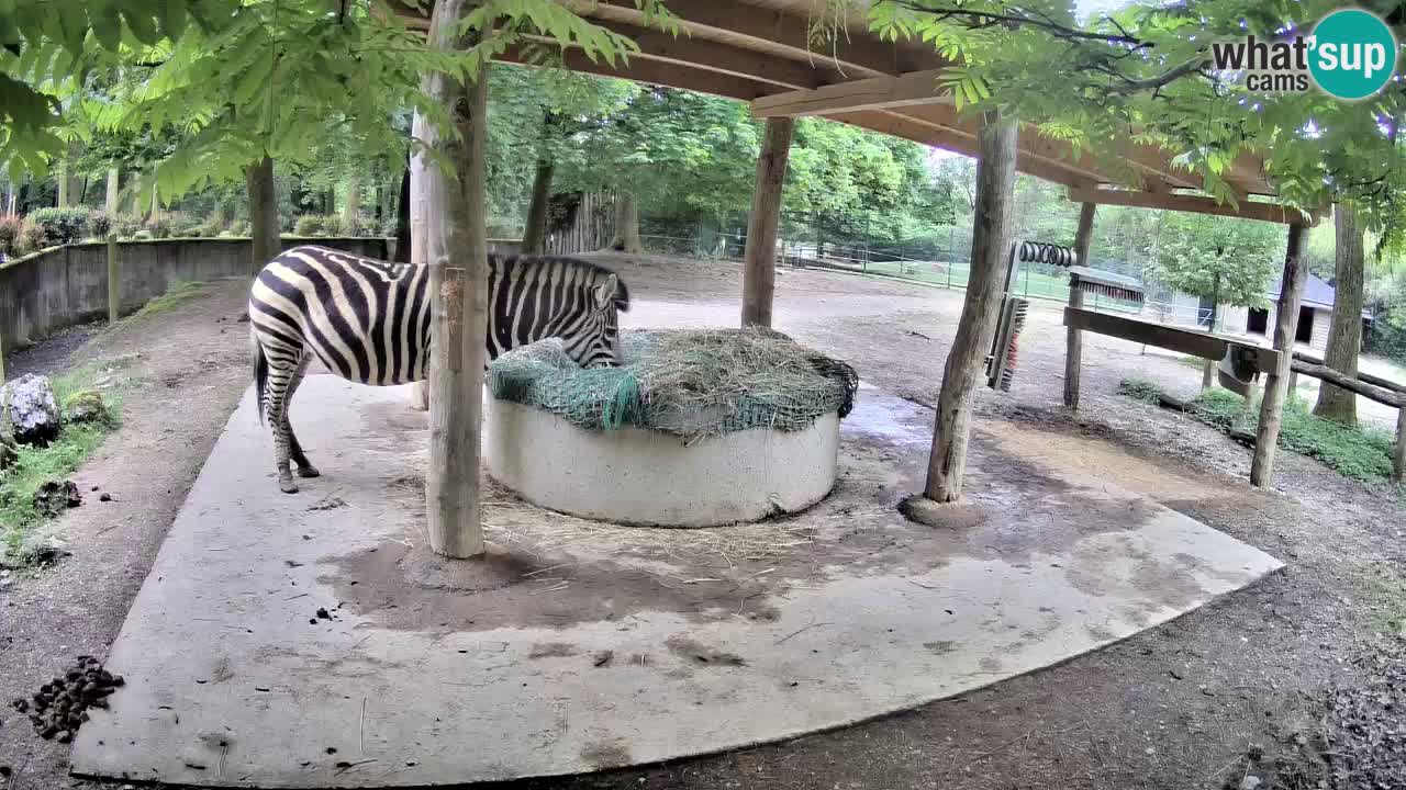 Live webcam Les zèbres in Ljubljana ZOO – Slovénie