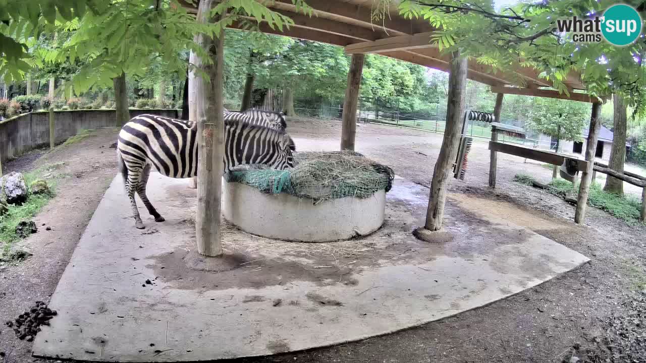 Live webcam Zebras in Ljubljana ZOO – Slovenia