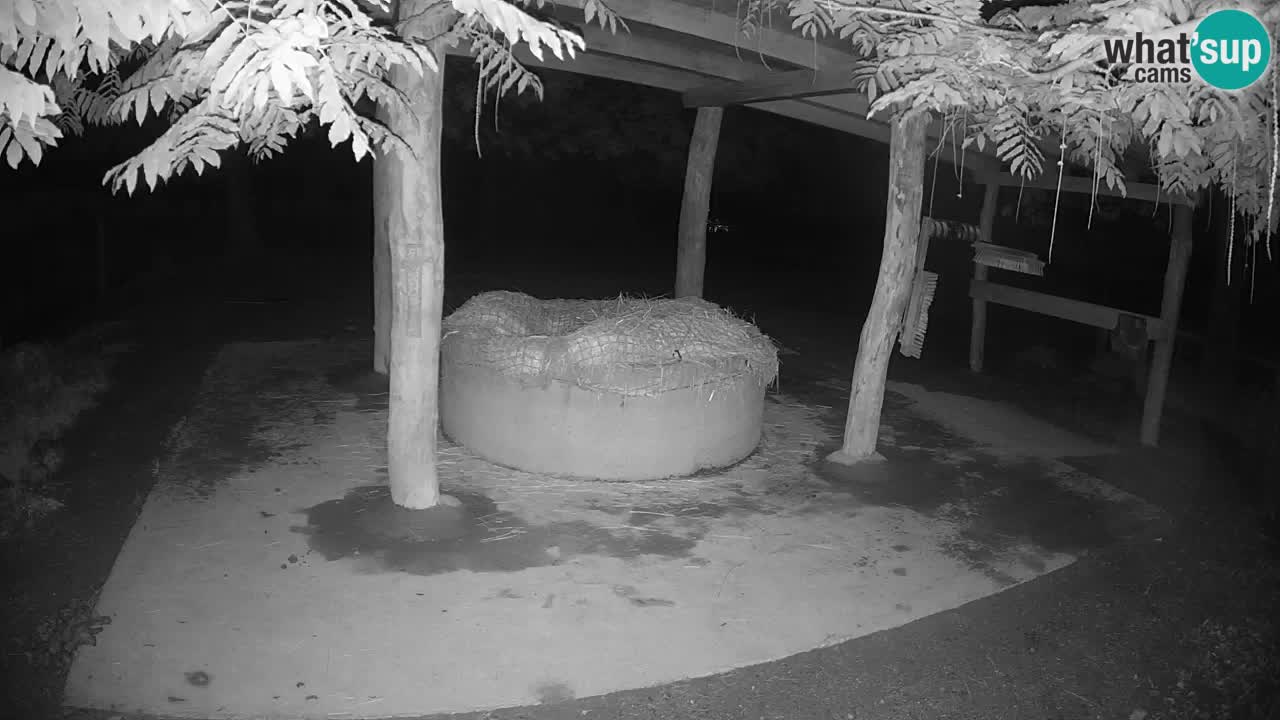 Live webcam Zebras in Ljubljana ZOO – Slovenia