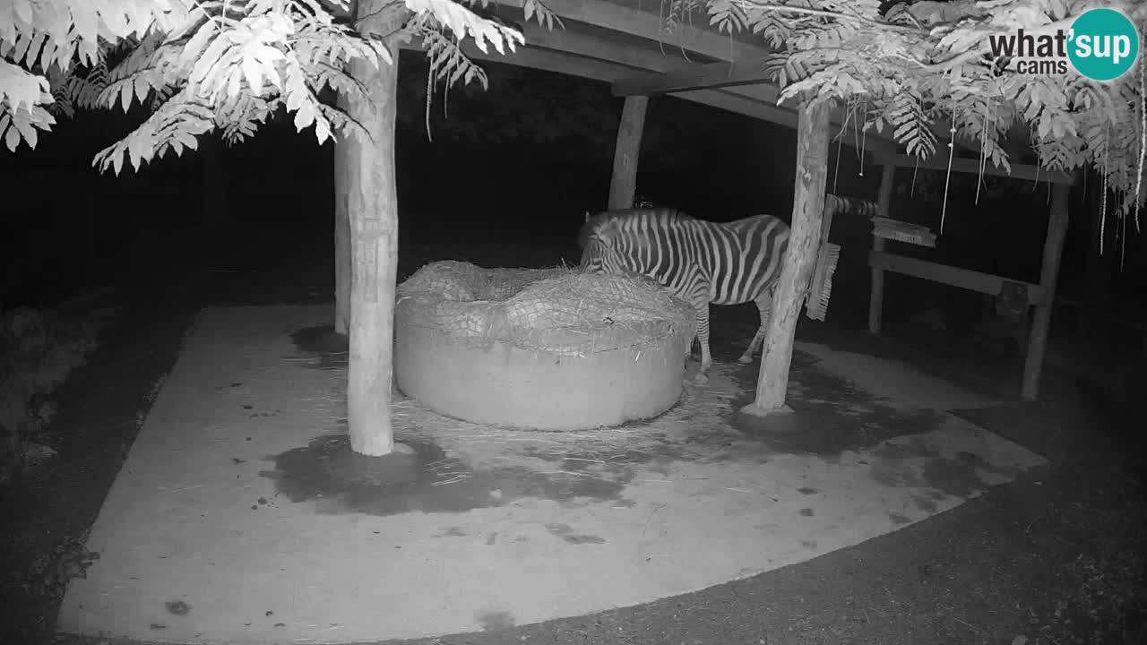 Le Zebre nello ZOO di Ljubljana – Slovenia Live webcam