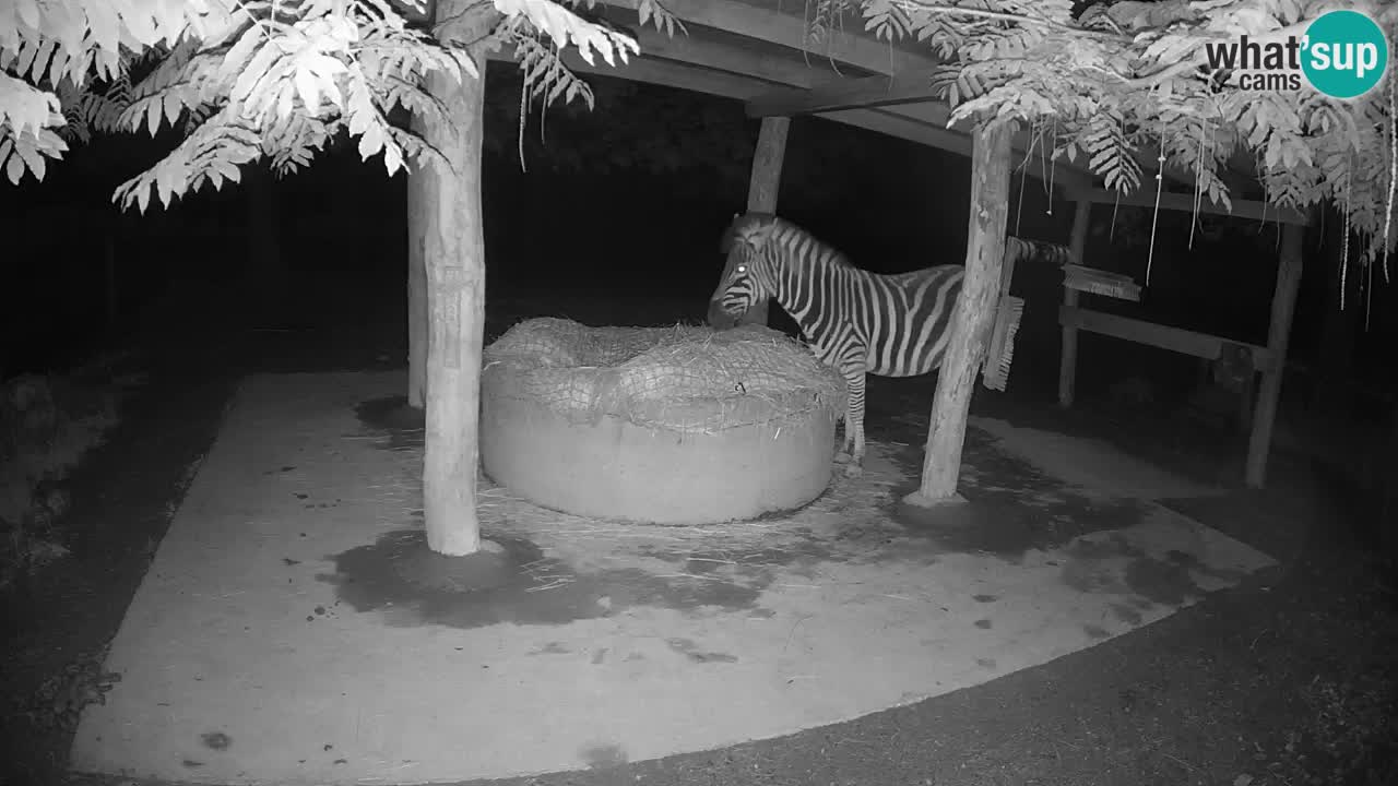 Live webcam Zebras in Ljubljana ZOO – Slovenia