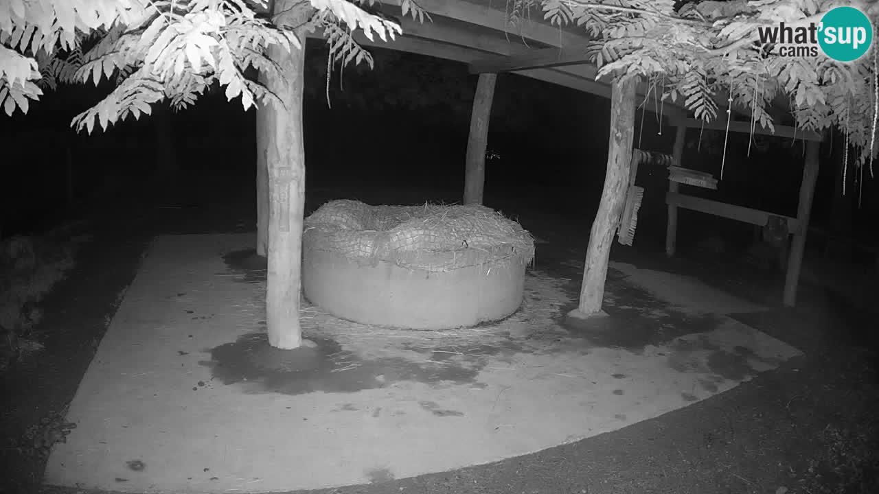 Camera en vivo Cebras in Ljubljana ZOO – Eslovenia