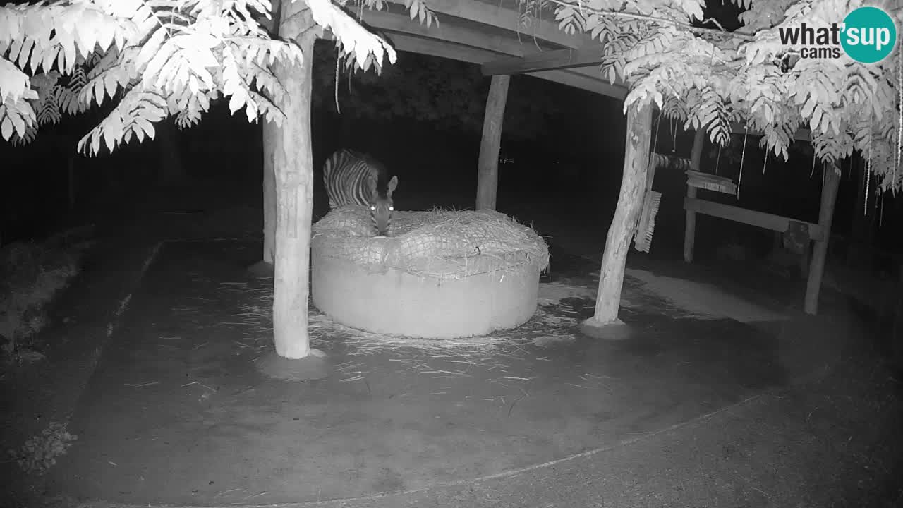 Web kamera uživo Zebras u ZOO Ljubljana – Slovenija