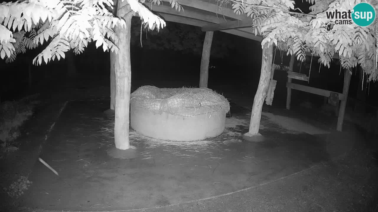Zebre v živo v živalskem vrtu Ljubljana ZOO spletne kamere