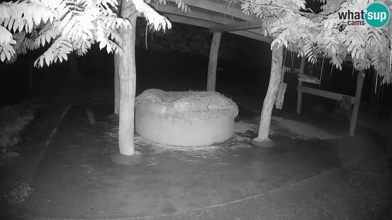 Live webcam Zebras in Ljubljana ZOO – Slovenia