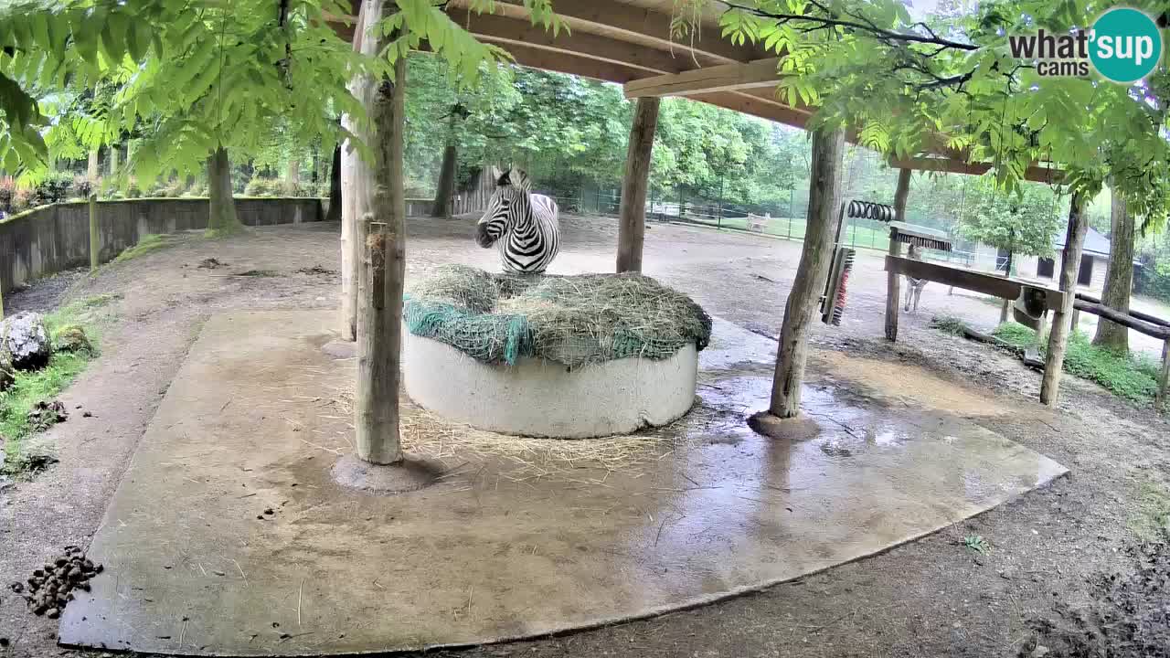 Camera en vivo Cebras in Ljubljana ZOO – Eslovenia