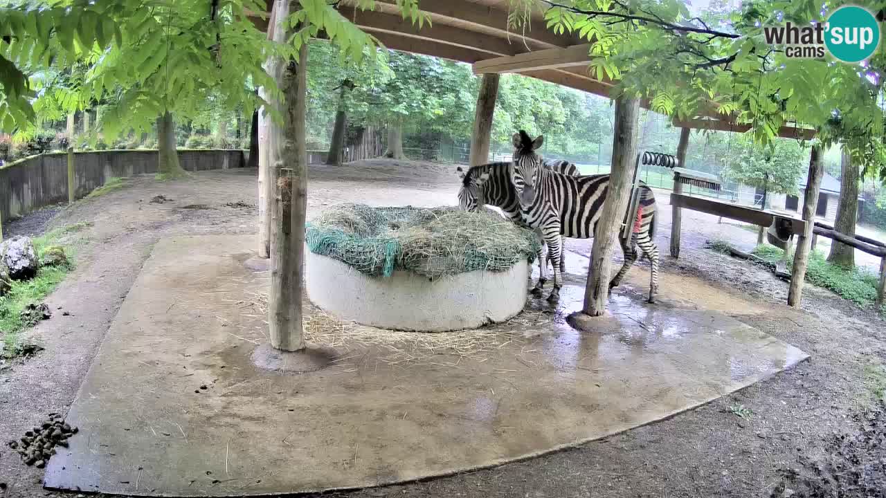 Live webcam Zebras in Ljubljana ZOO – Slovenia