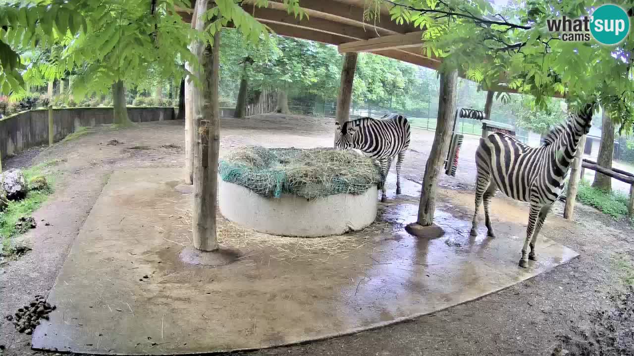 Live Webcam Zebras in Ljubljana ZOO – Slowenien