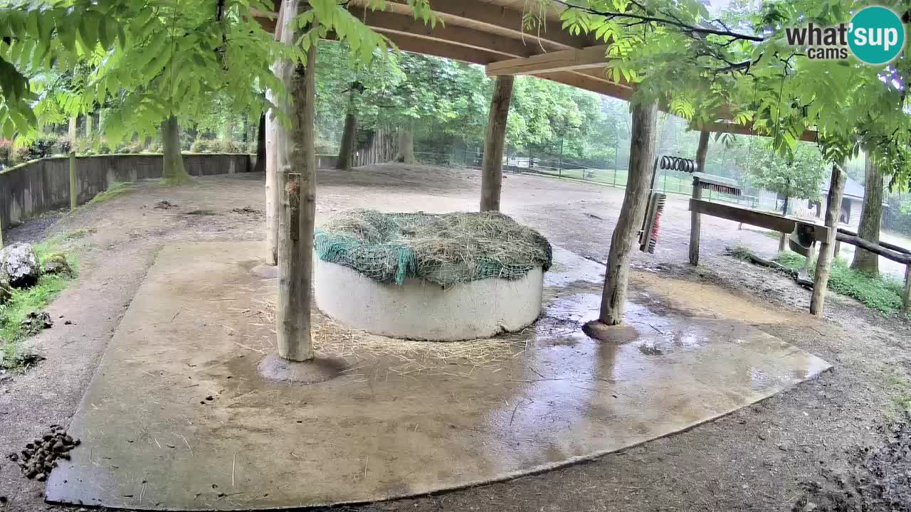 Camera en vivo Cebras in Ljubljana ZOO – Eslovenia