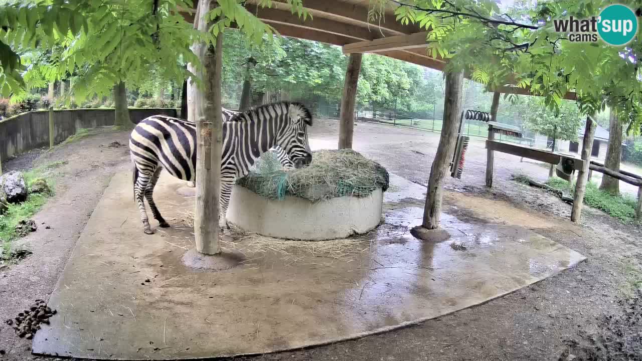 Live webcam Les zèbres in Ljubljana ZOO – Slovénie