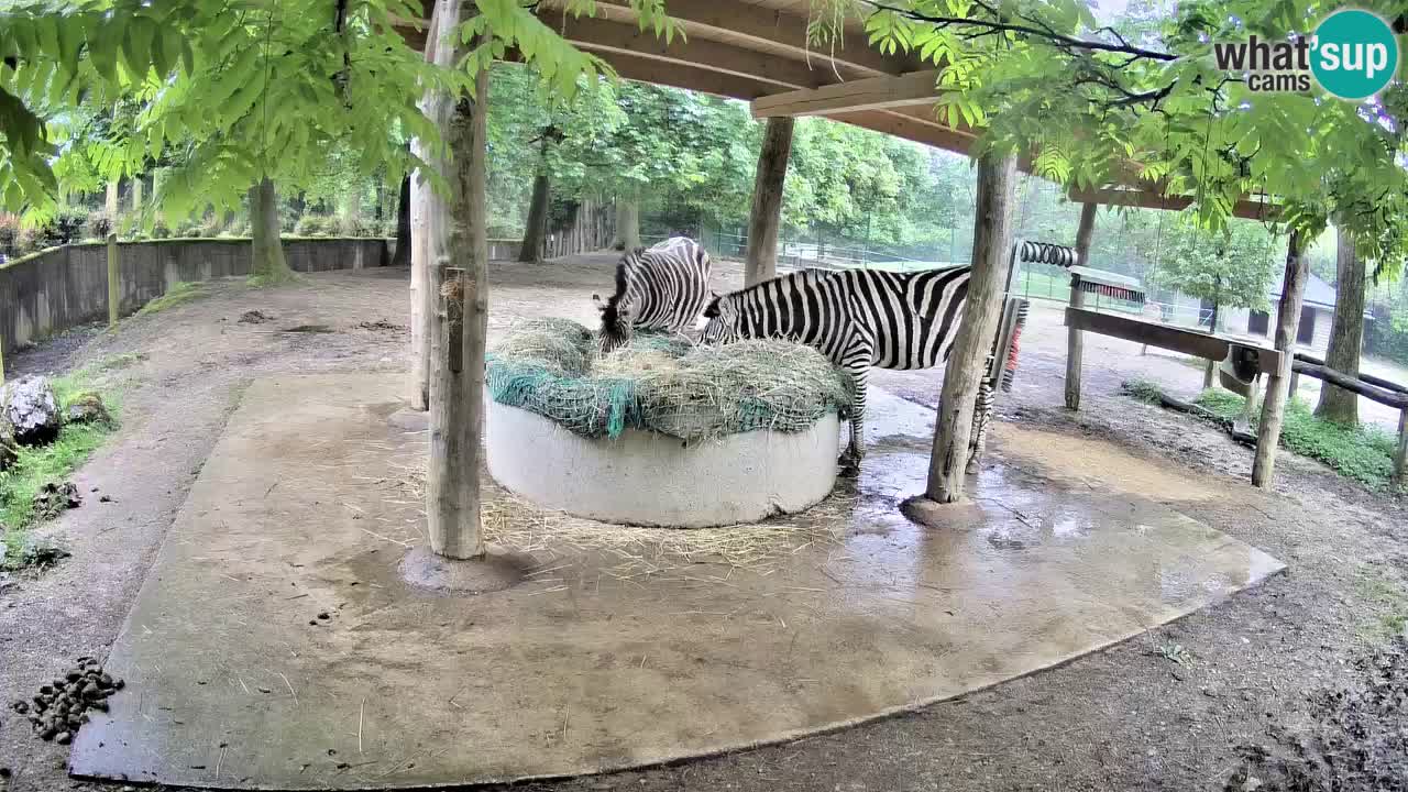 Live webcam Zebras in Ljubljana ZOO – Slovenia