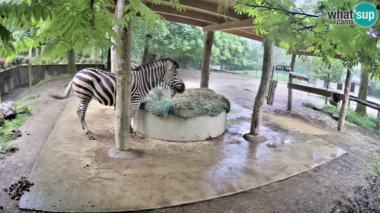 Zebre v živo v živalskem vrtu Ljubljana ZOO spletne kamere