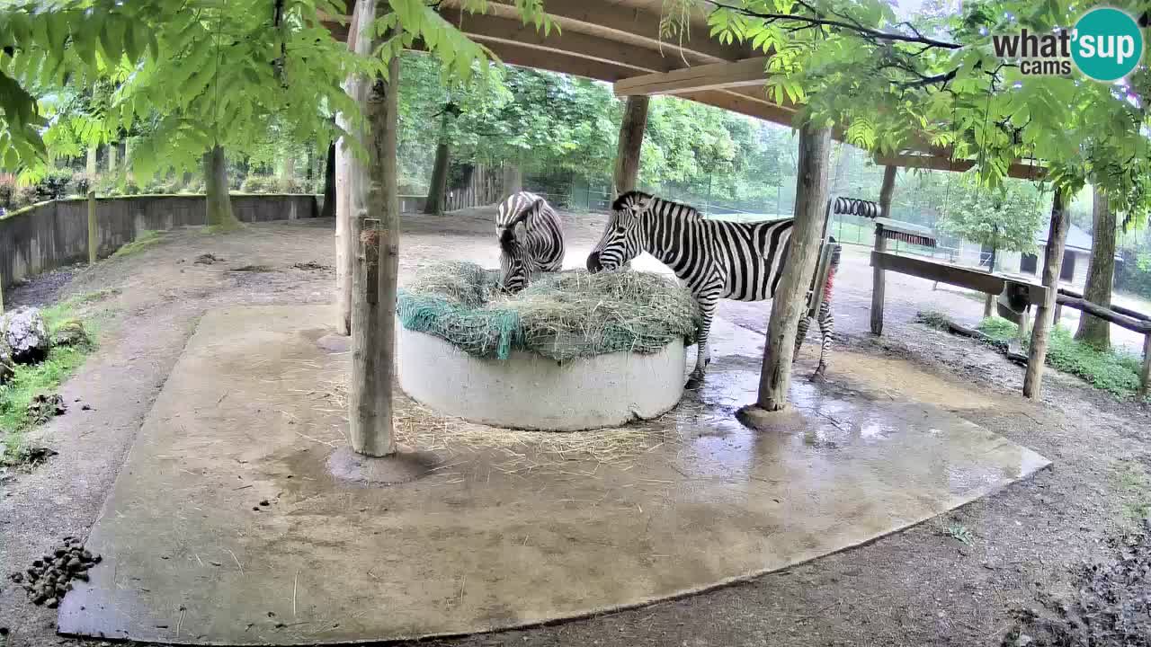 Live webcam Les zèbres in Ljubljana ZOO – Slovénie