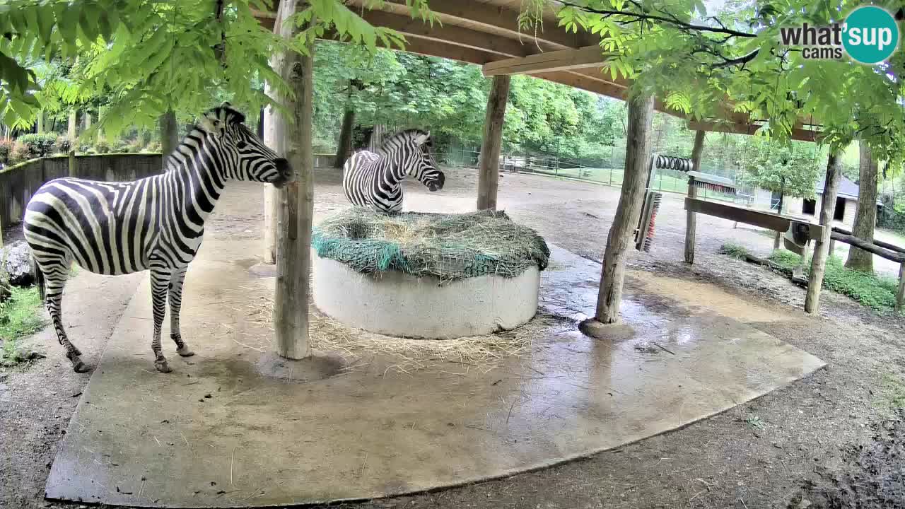Live Webcam Zebras in Ljubljana ZOO – Slowenien