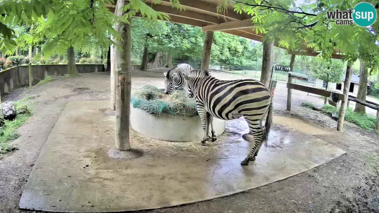 Live Webcam Zebras in Ljubljana ZOO – Slowenien