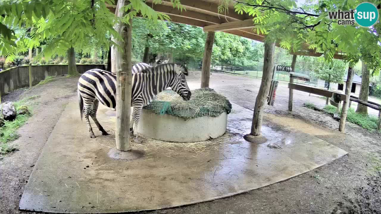 Zebre v živo v živalskem vrtu Ljubljana ZOO spletne kamere