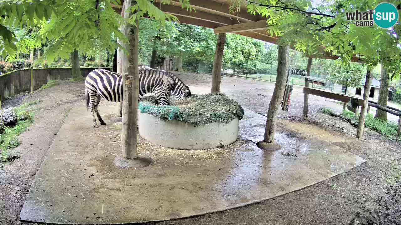 Zebre v živo v živalskem vrtu Ljubljana ZOO spletne kamere