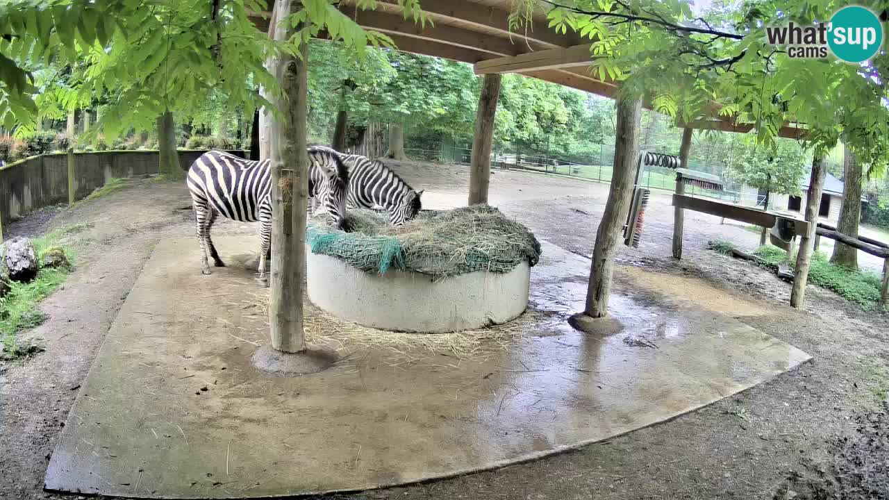 Zebre v živo v živalskem vrtu Ljubljana ZOO spletne kamere