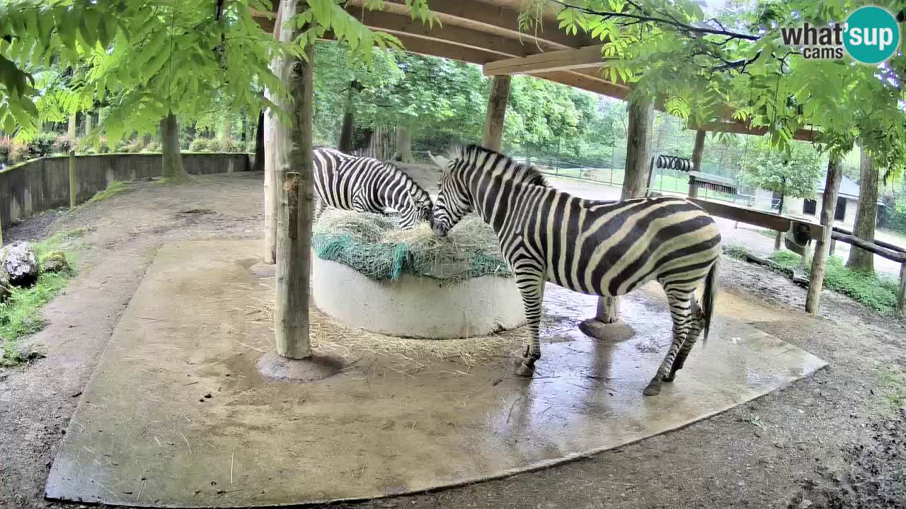 Live webcam Zebras in Ljubljana ZOO – Slovenia
