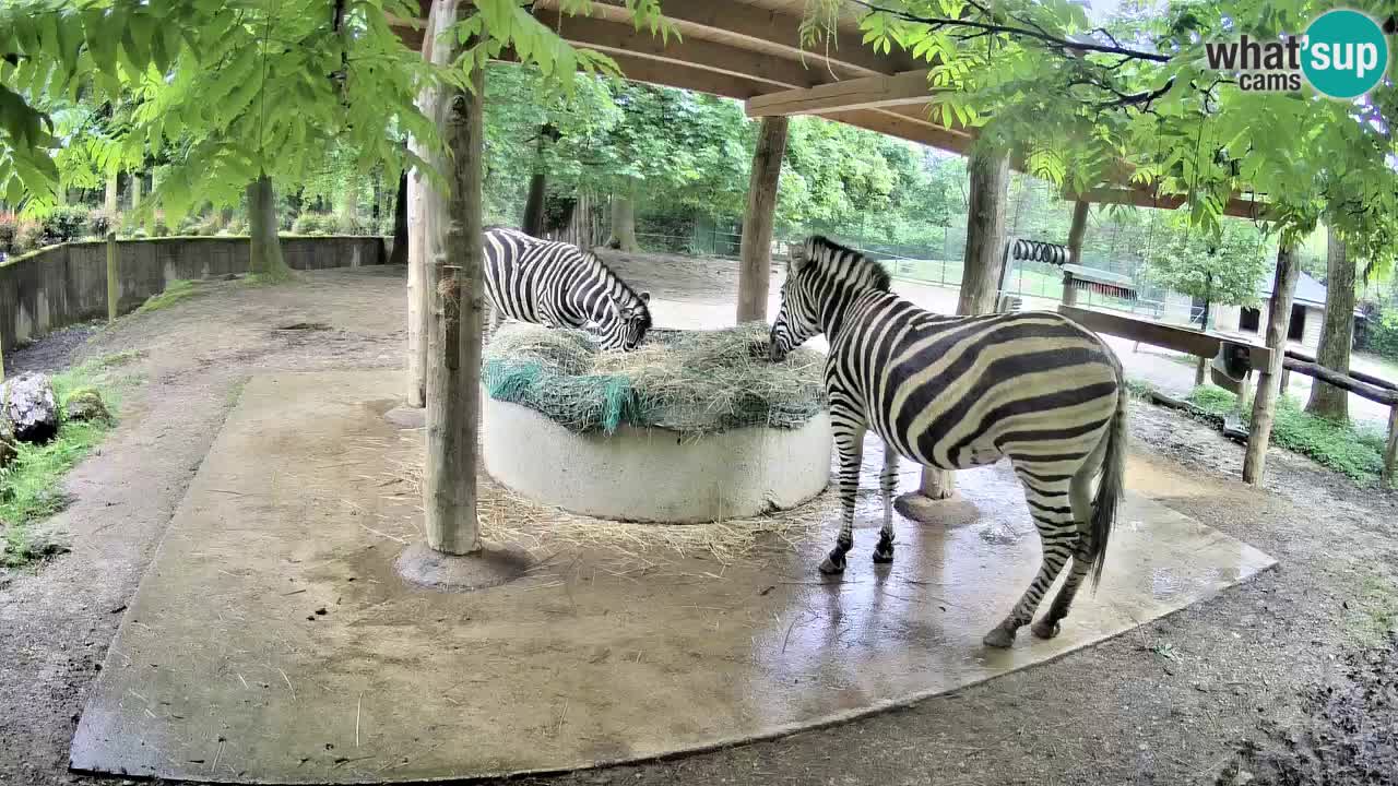 Live webcam Zebras in Ljubljana ZOO – Slovenia