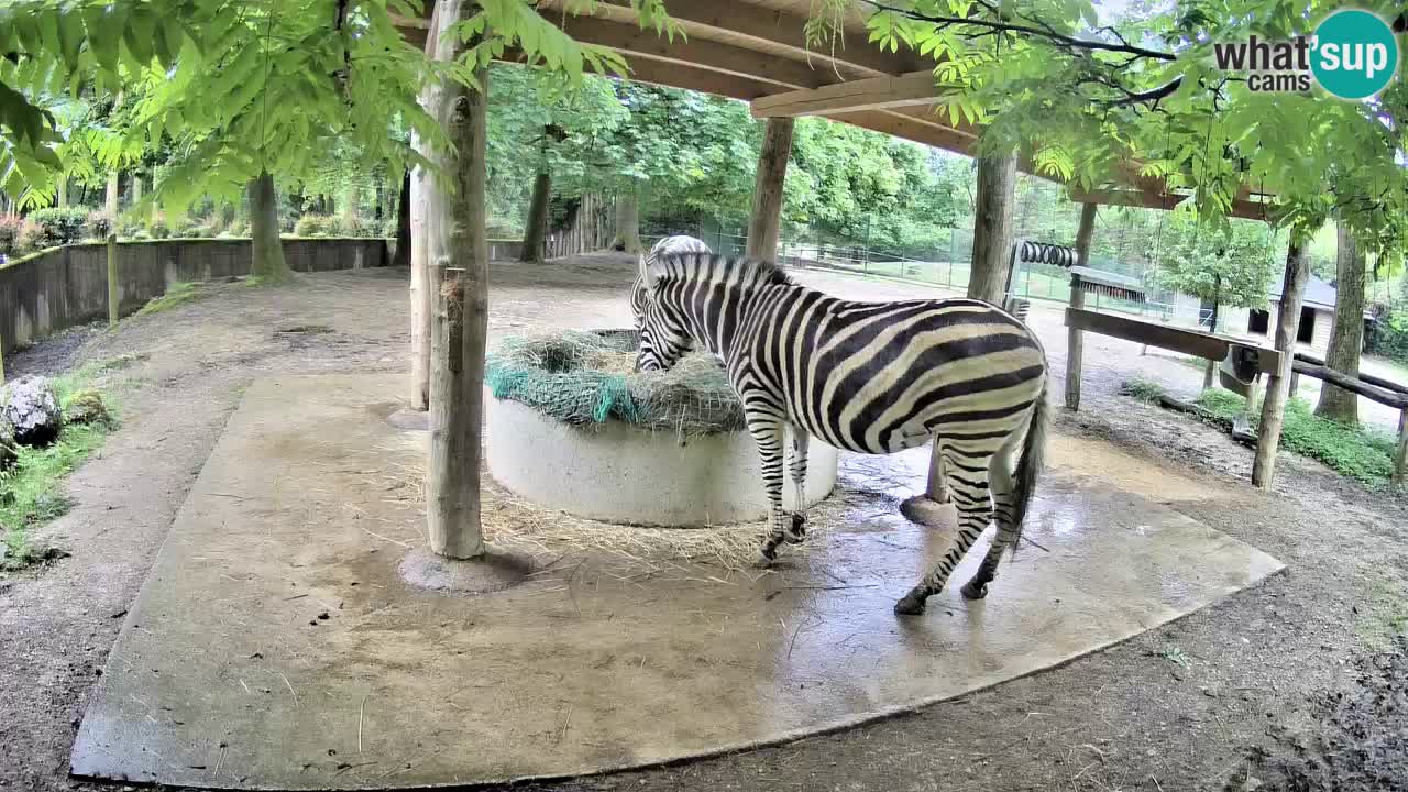 Live Webcam Zebras in Ljubljana ZOO – Slowenien