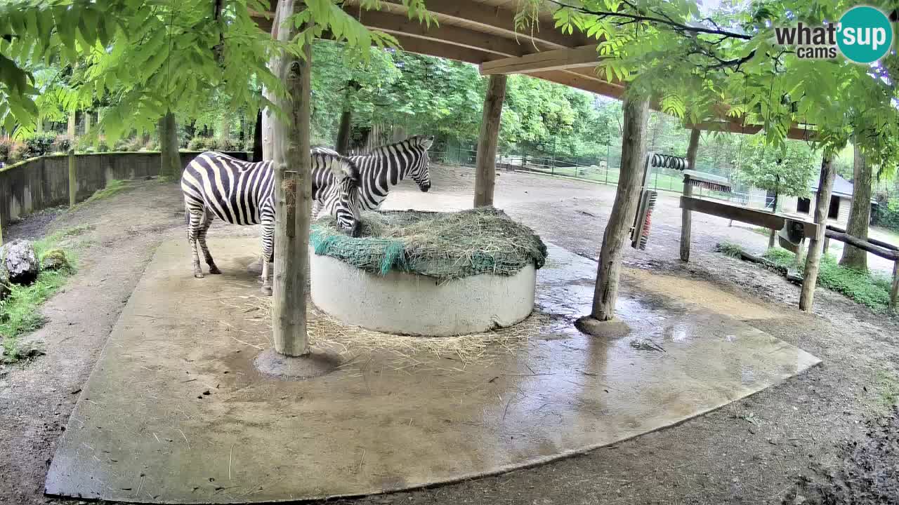 Live webcam Zebras in Ljubljana ZOO – Slovenia
