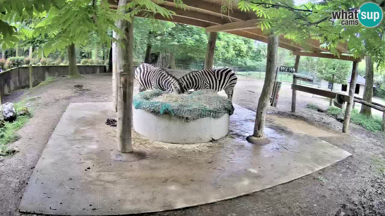 Zebre v živo v živalskem vrtu Ljubljana ZOO spletne kamere
