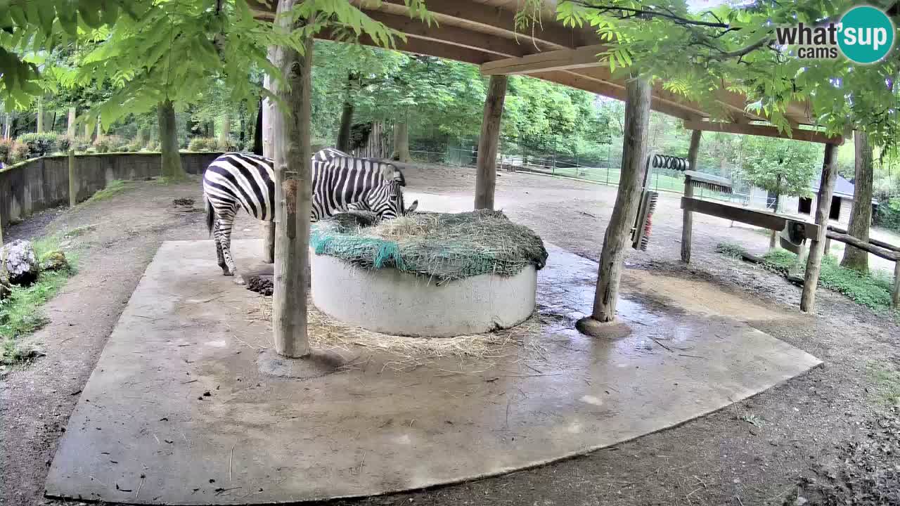 Zebre v živo v živalskem vrtu Ljubljana ZOO spletne kamere