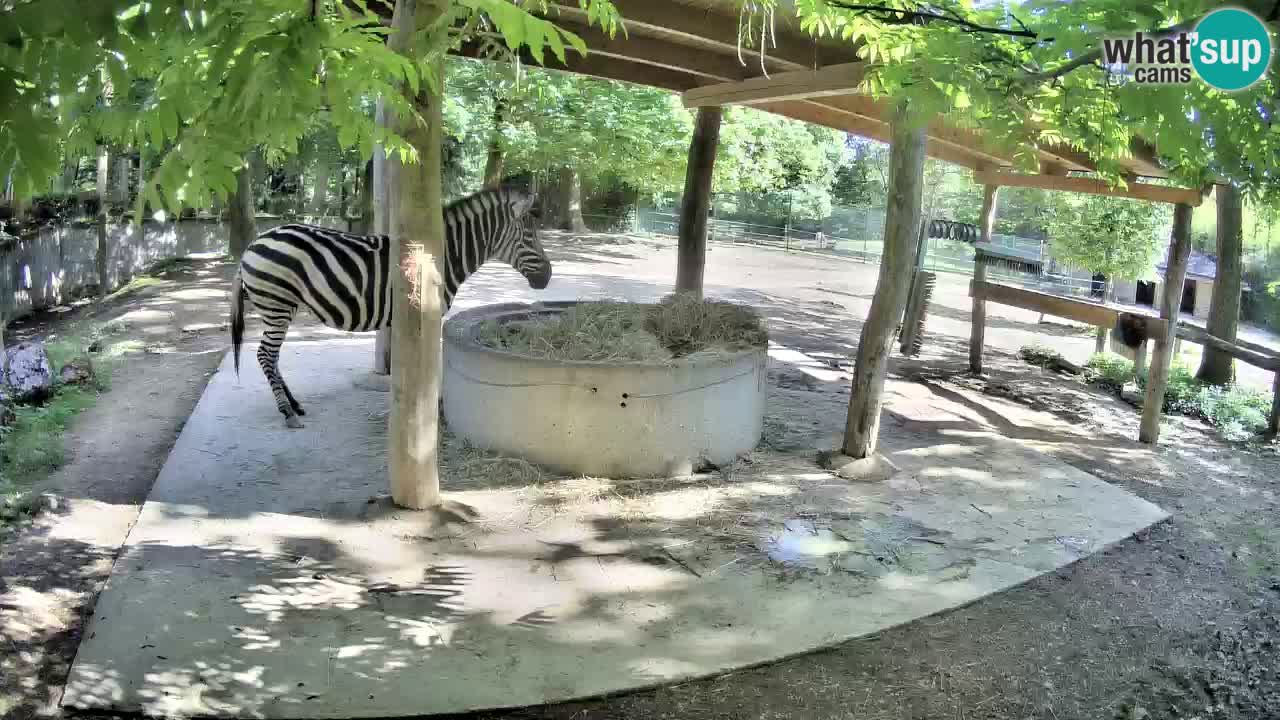 Live webcam Zebras in Ljubljana ZOO – Slovenia