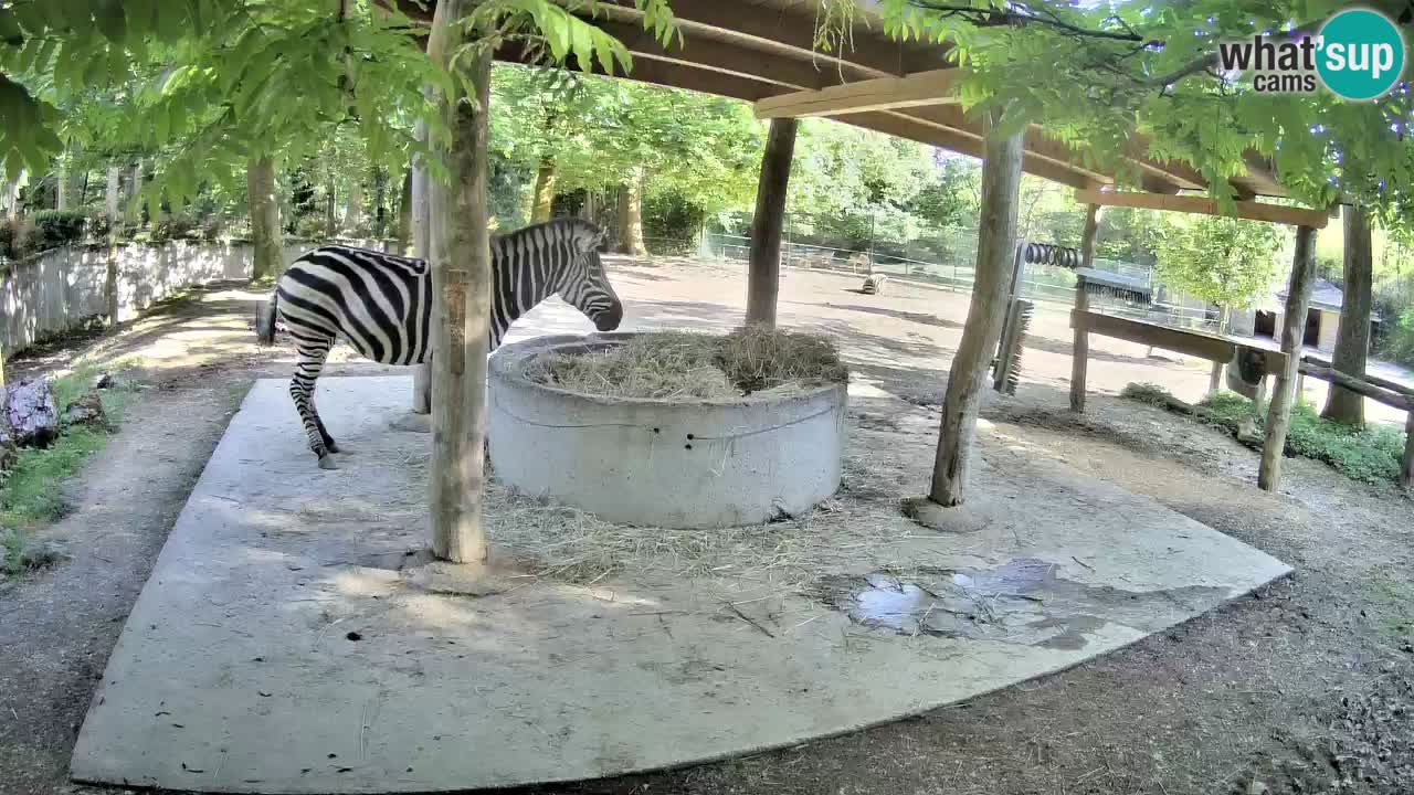 Zebre v živo v živalskem vrtu Ljubljana ZOO spletne kamere
