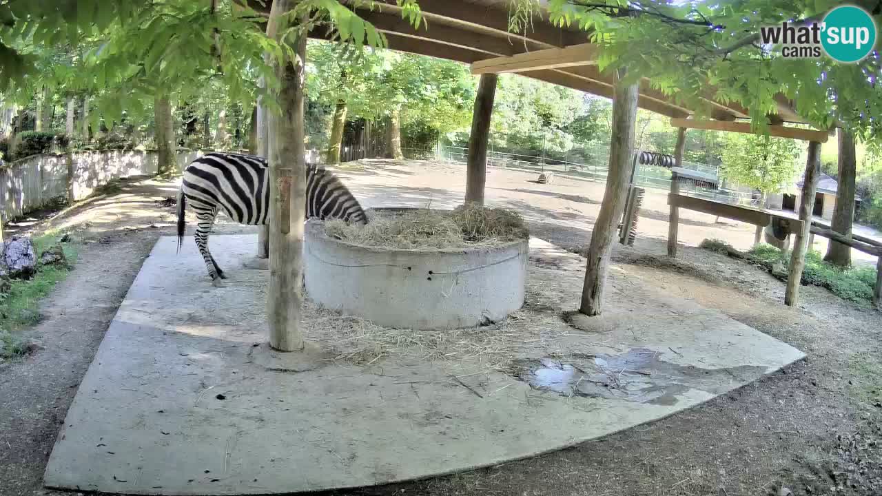 Web kamera uživo Zebras u ZOO Ljubljana – Slovenija