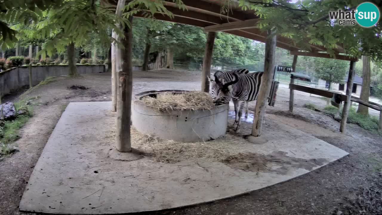 Le Zebre nello ZOO di Ljubljana – Slovenia Live webcam